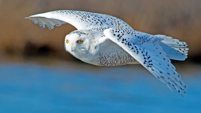 Snowy Owl in Flight