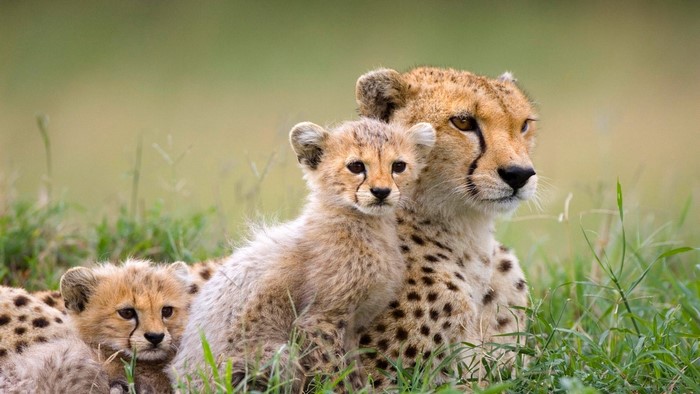 Mother Cheetah and Cubs in Grass