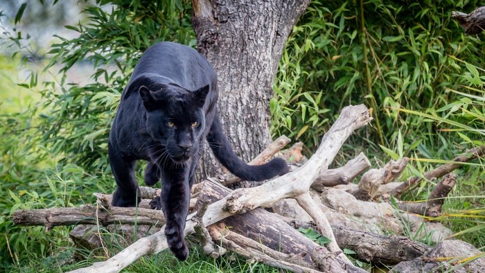 Black Panther walking on logs in forest