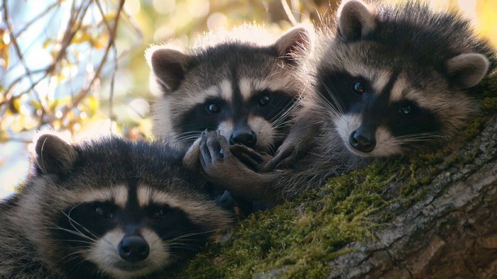 Three baby raccoons in a tree