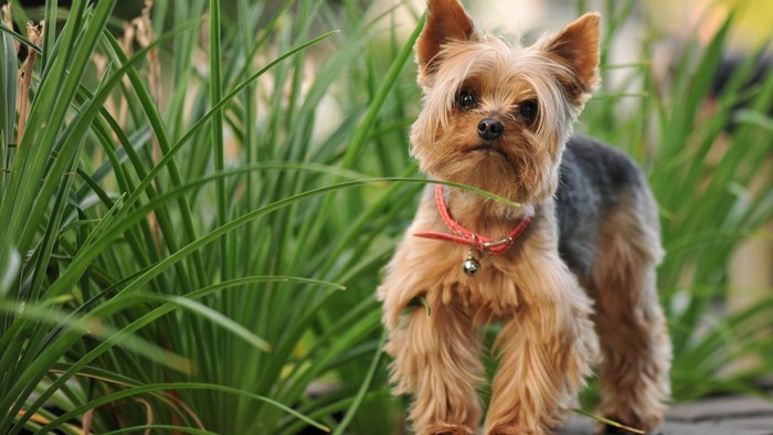 Yorkshire Terrier puppy with a red collar