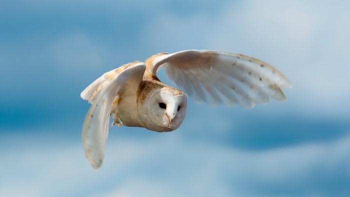 Barn owl in flight against blue sky