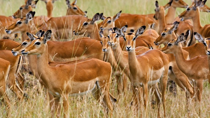 Herd of Female Impala in Masai Mara, Kenya
