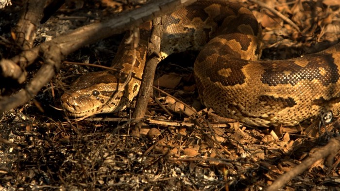 African Rock Python coiled in dry brush