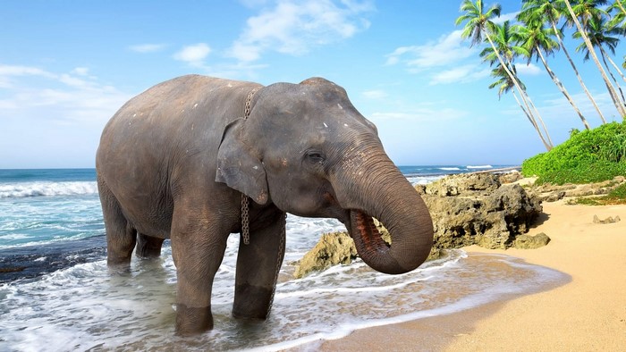 Elephant on a tropical beach