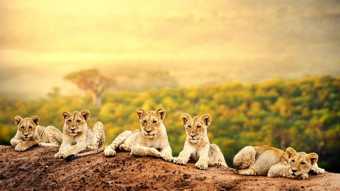 Group of Lion Cubs on a Rock