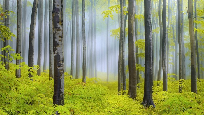 Misty forest with yellow leaves and tall trees