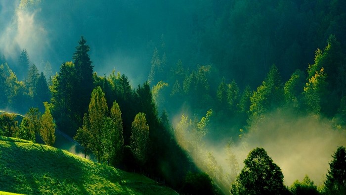 Misty Forest Morning Sunlight