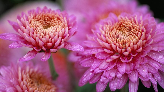 Pink Chrysanthemum Flowers with Water Droplets
