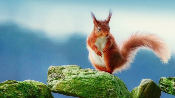Red Squirrel on Mossy Rocks