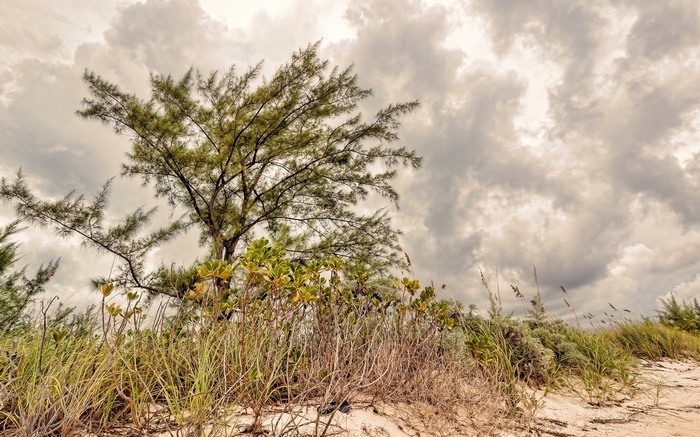 Tree and vegetation on a sandy beach under cloudy sky
