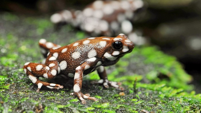 Brown and white spotted poison dart frog on moss