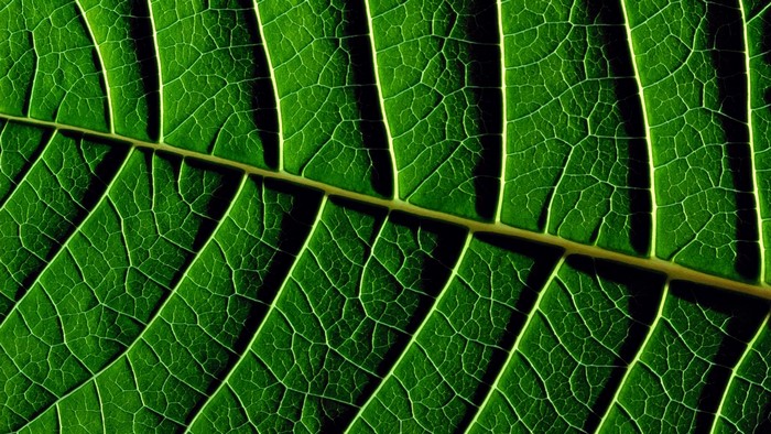 Green leaf veins close-up