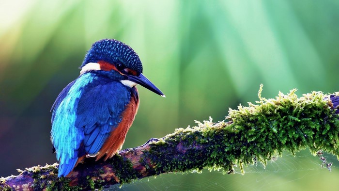 Common Kingfisher perched on a mossy branch
