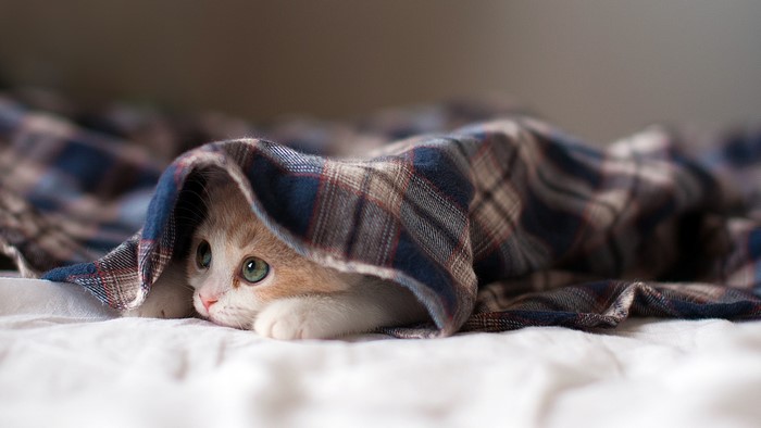 Kitten peeking from under a blanket