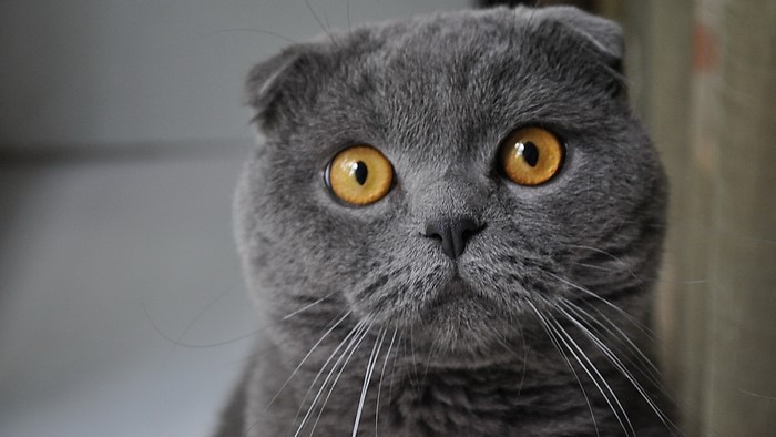Close-up of a sad-looking Scottish Fold cat