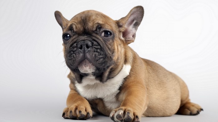 French Bulldog Puppy Lying Down