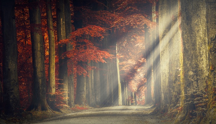 Autumn forest path with sunlight