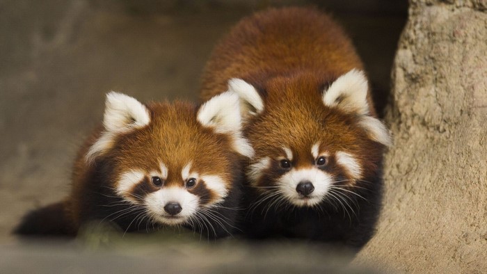 Two cute red pandas in a rocky den