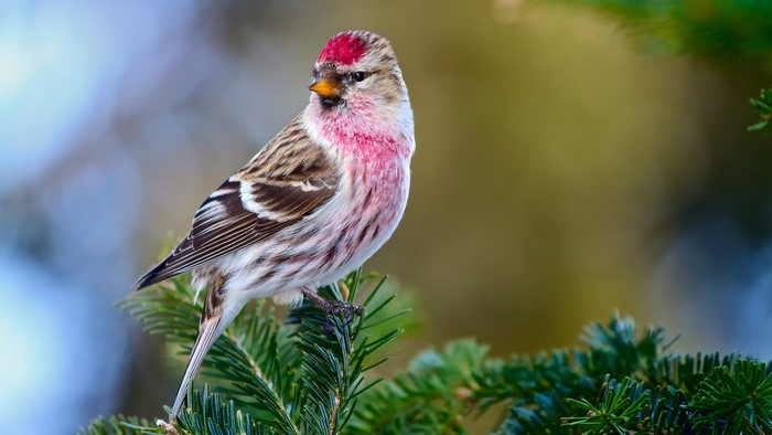 Redpoll bird perched on a pine branch