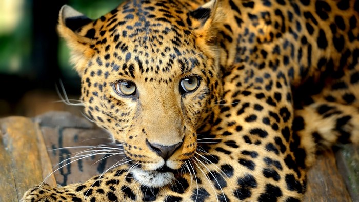 Close-up of a Leopard's Face