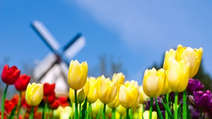 Tulips in bloom with a windmill in the background