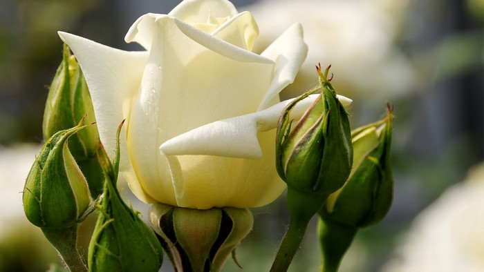 White Rose with Buds