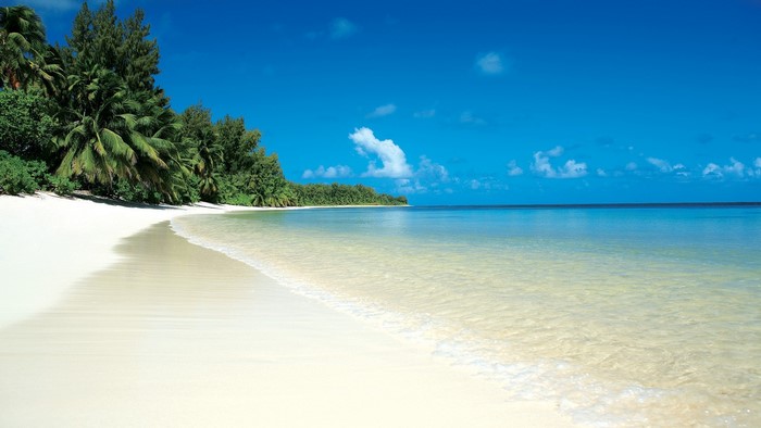 Beautiful Beach with Palm Trees and Blue Sky