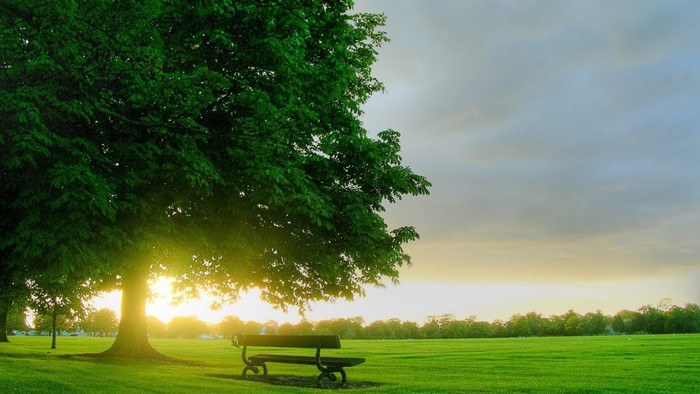 Tree in a park with a bench at sunset