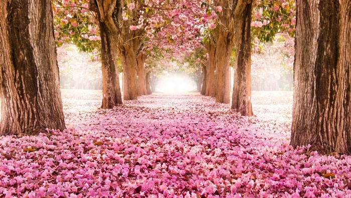 A pathway lined with blooming cherry blossom trees