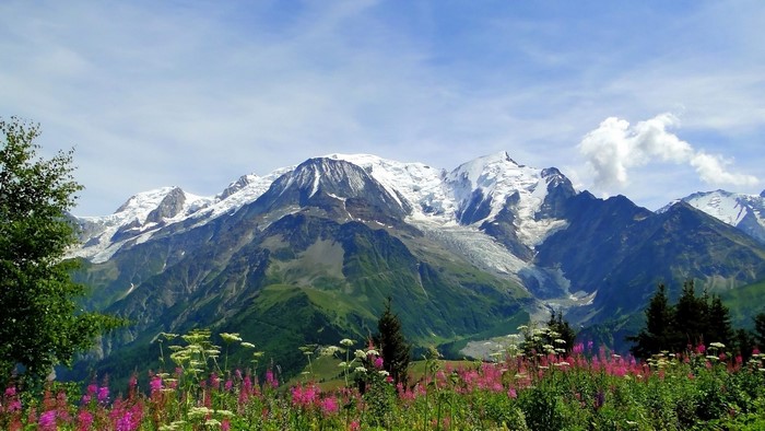 Alps Mountains with Wildflowers