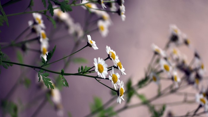White daisies with yellow centers on green stems