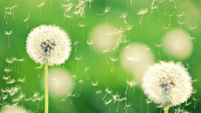 Dandelion seeds blowing in the wind