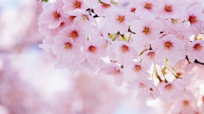 Close-up of Pink Cherry Blossoms