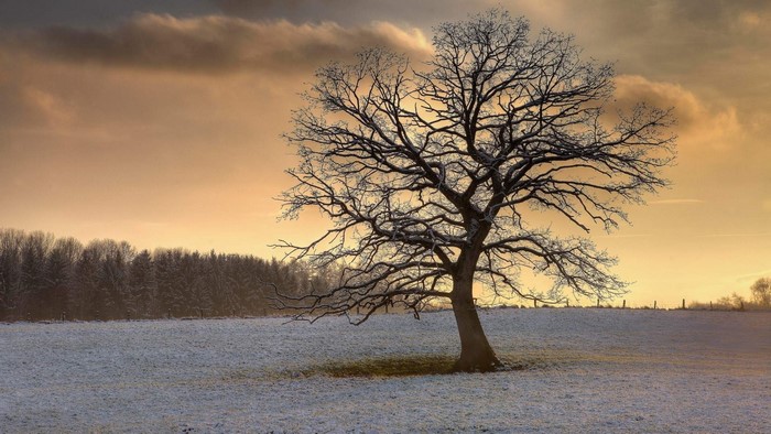 Bare tree in a snowy field at sunset