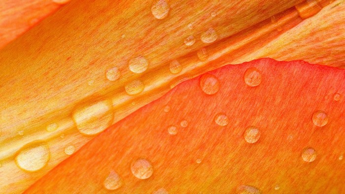 Close-up of Orange Flower Petals with Water Droplets