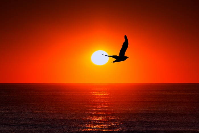 Silhouette of a bird flying over the ocean at sunset
