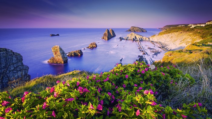 Costa Quebrada Cantabria Spain Coastline with Flowers