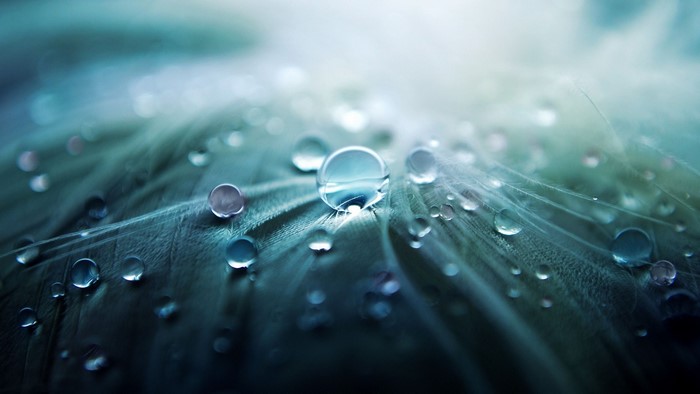 Water Droplets on a Feather