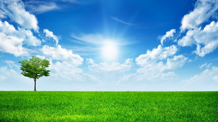 Green Tree in a Grassy Field Under a Blue Sky with Clouds