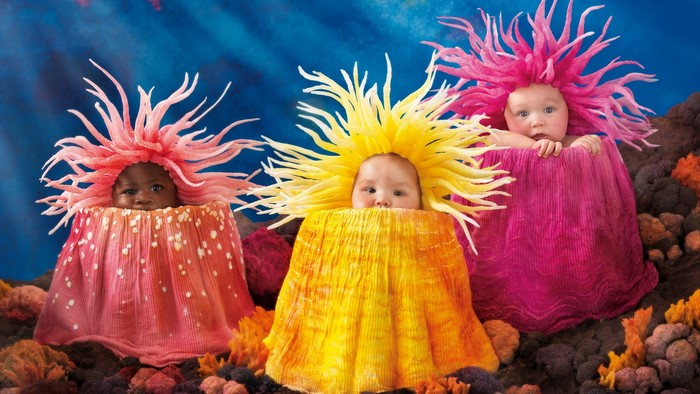 Three babies dressed as sea anemones