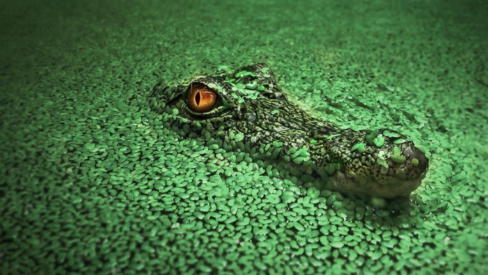 Crocodile eye in green water