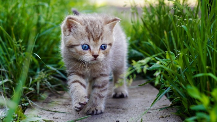 Cute Baby Kitten Walking in Grass