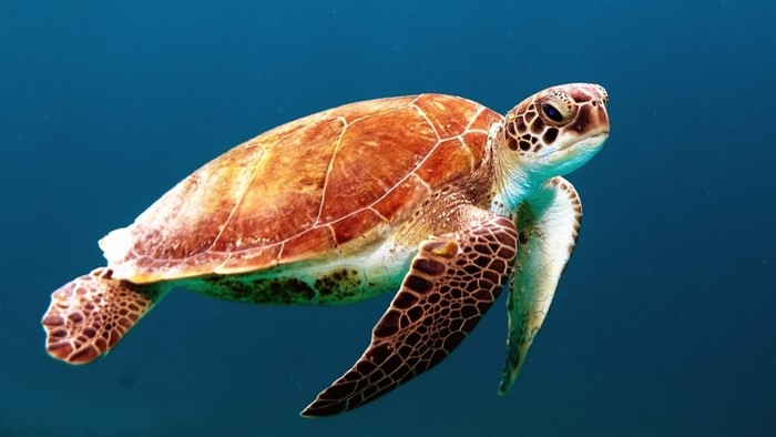 Sea Turtle Swimming in Blue Water