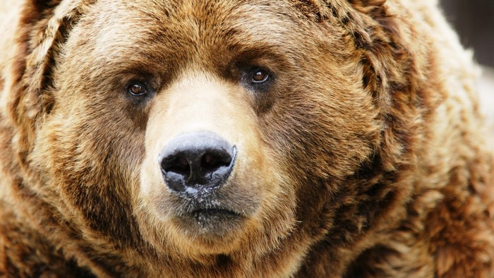 Close-up of a Grizzly Bear's Face