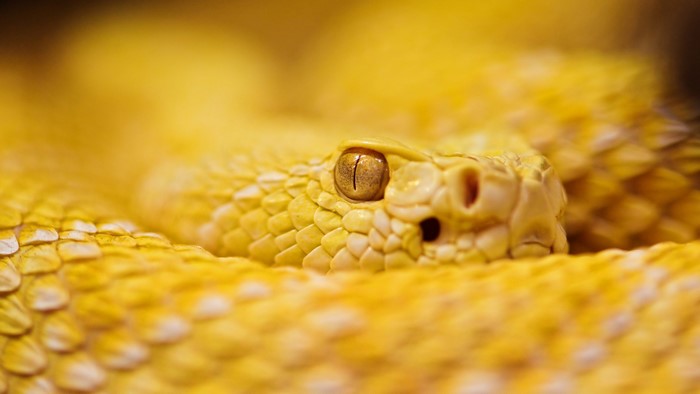 Albino Rattlesnake Close-up