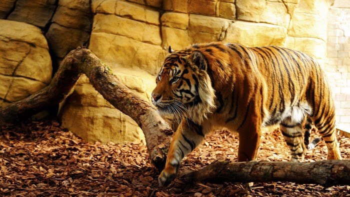 Tiger walking in a rocky enclosure