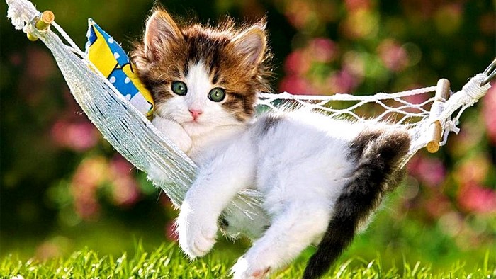 Cute kitten relaxing in a hammock