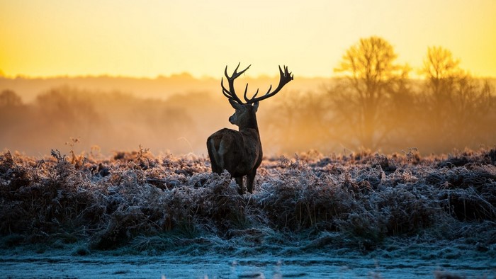 Deer in a frosty field at sunrise