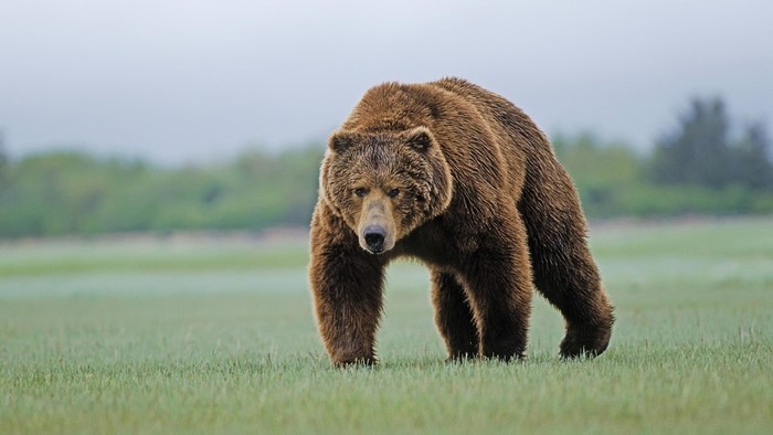 Grizzly Bear Walking in a Field